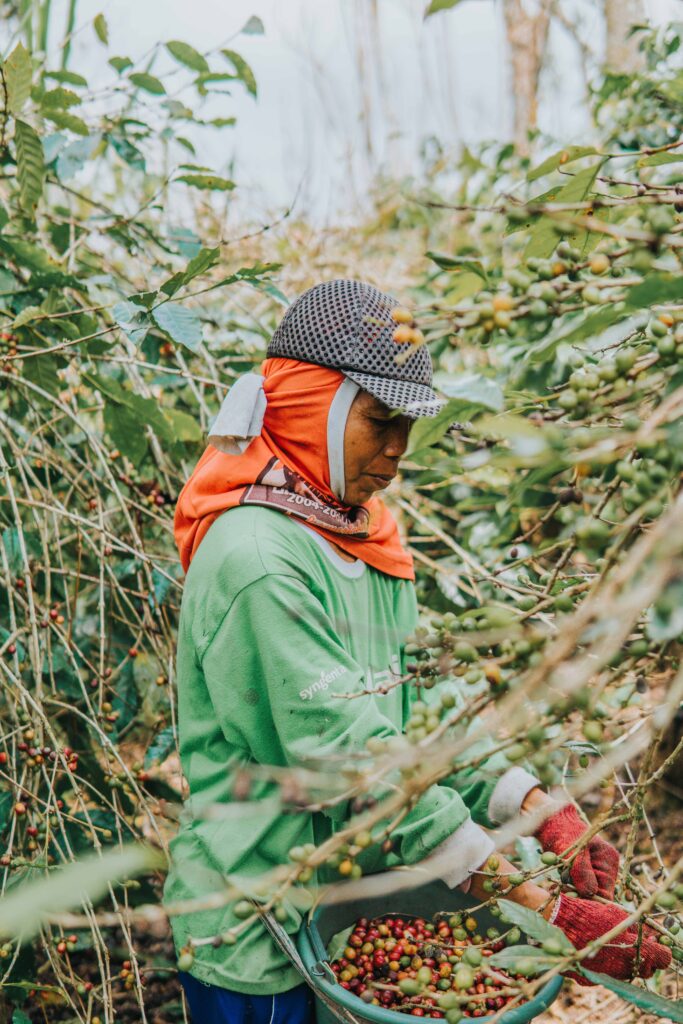 Coffee plantation worker