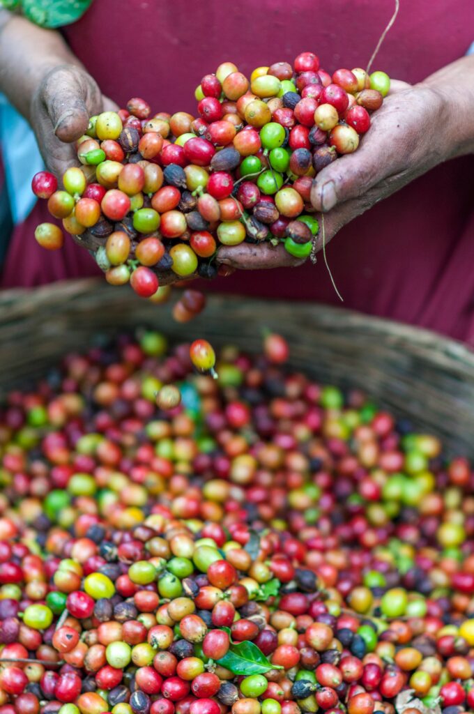 Coffee cherry plant being harvested