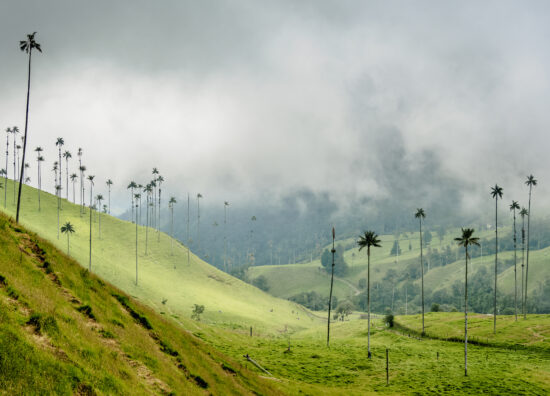 Wax Palms (Ceroxylon quindiuense), Cocora Valley, Salento, Quindio Department, Colombia