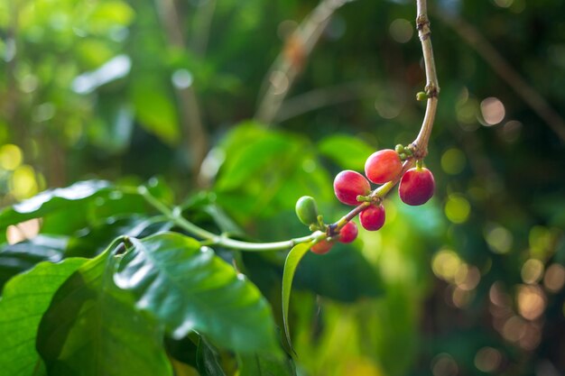 coffee cherry used to made coffee beans 