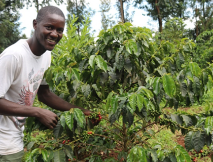 a man picking coffee cherries from a cherry tree