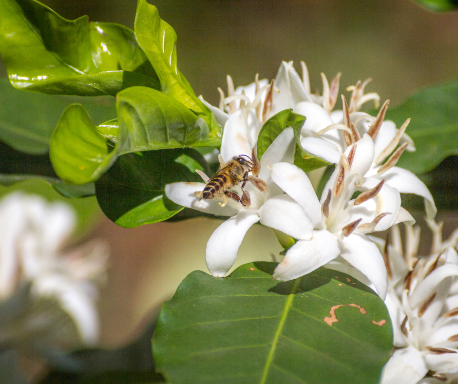 bees eating nectar in the flower