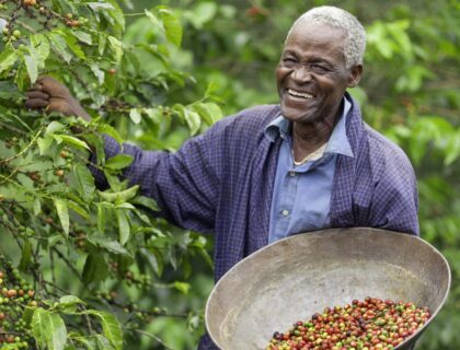 Coffee farmers with coffee cherries