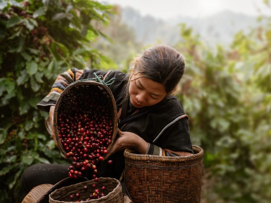 coffee grower practicing sustainability by haversting the coffee cherries 