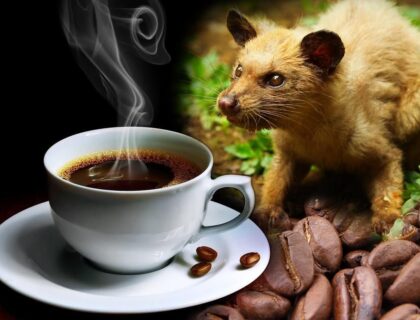 Kopi Luwak coffee, with coffee beans and a Civet.